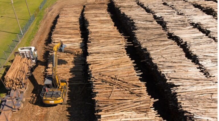 Brasil e Colômbia diminuem o desmatamento na Amazônia