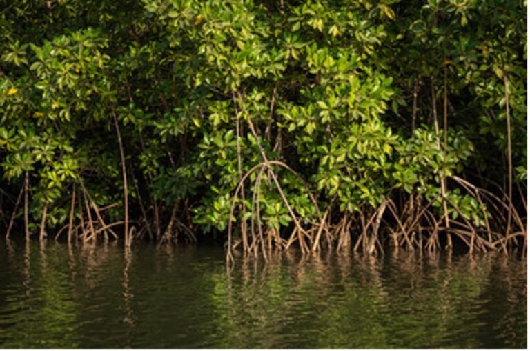 Novas reservas de mangue na Amazônia