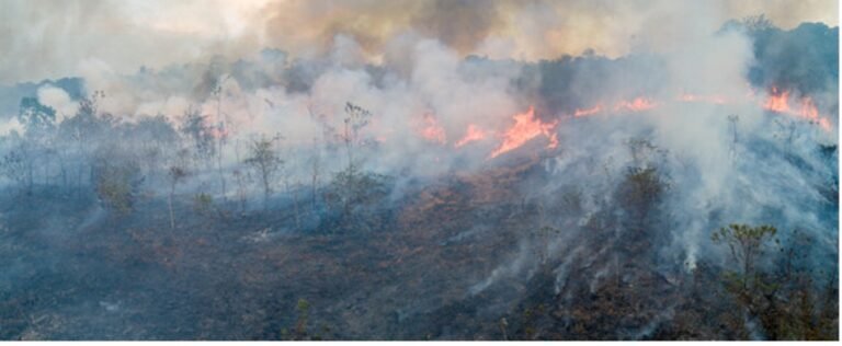 Proteção da floresta amazônica durante a ebulição global