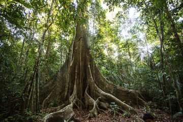 G20 Propõe Edital Internacional para Pesquisa na Amazônia