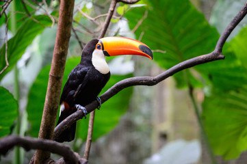 Derrubada do Veto à Lei que Facilita Regularização de Terras na Amazônia