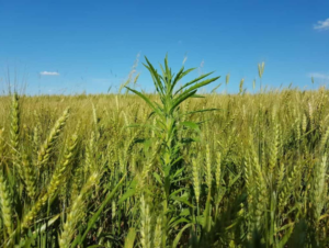 o cultivo de trigo de sequeiro tende a ser menos poluente do que o cultivo irrigado