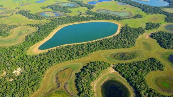 Iniciativasbiodiversidade realizadas no Pantanal sul-mato-grossense, foram apresentadas ao Governo do Estado,