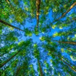 CBI lança fundo verde para projetos ecológicos