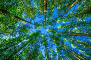 CBI lança fundo verde para projetos ecológicos