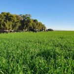 Carbono nas pastagens africanas cresce com chuvas