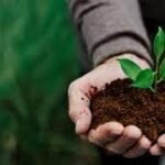 Economia projeta mais de US$ 65 bilhões em créditos de carbono