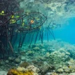 Cadeias alimentares e transporte de carbono nos oceanos