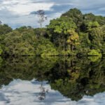 Florestas públicas poderão ter certificação internacional de carbono