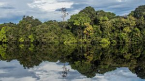 Florestas públicas poderão ter certificação internacional de carbono