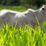 Controle de plantas daninhas aumenta carbono no solo das pastagens
