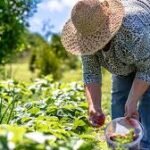 Créditos de carbono na agricultura