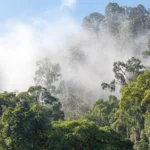 Modelos brasileiros aumentam precisão do carbono em florestas plantadas