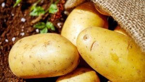 Batata de baixo carbono avança no agronegócio brasileiro